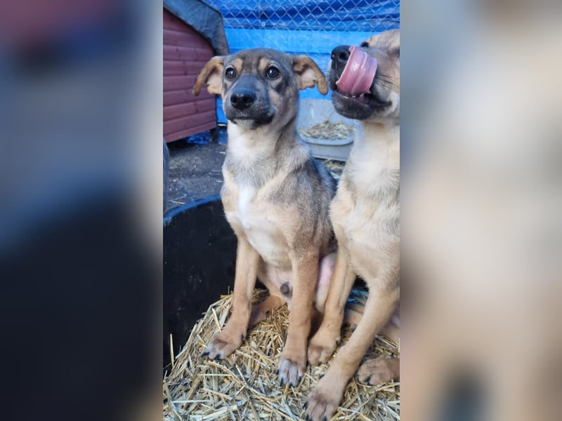 ⭐️ERICH⭐️, Kuschelkerl, Welpe, 6 Monate, im Wachstum, Mischling, Tierschutz