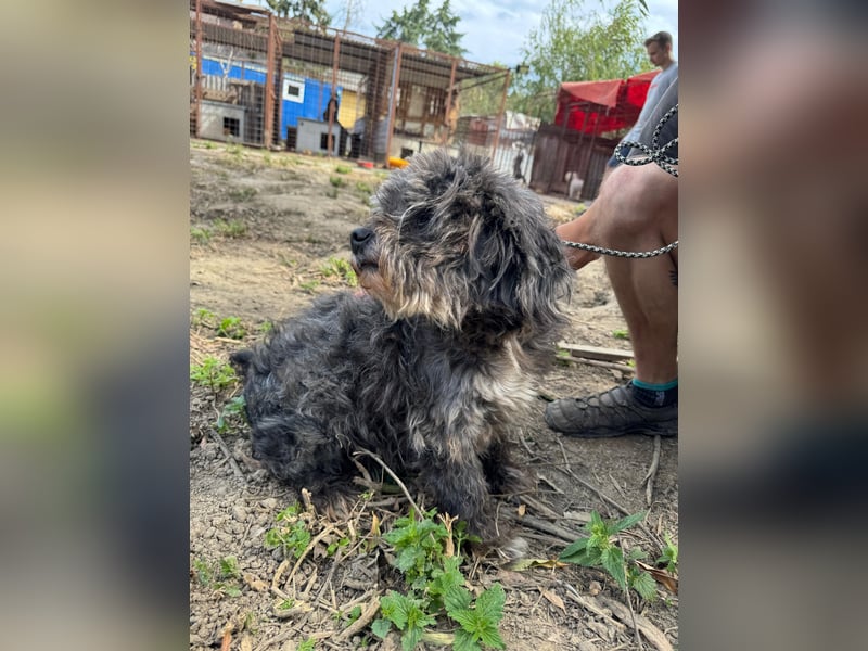 Picúr sucht ein Zuhause voller Liebe