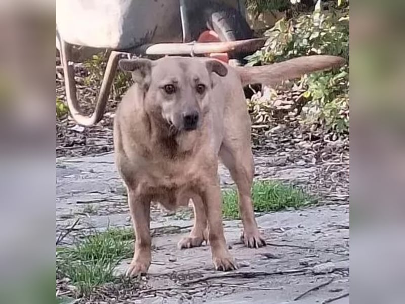 ⭐️FUNNY⭐️, lustige Hunde-Dame, 9 Jahre, 35 cm, Mischling, Tierschutz