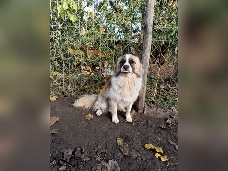 Mogli Tierschutzhund sucht ein Zuhause
