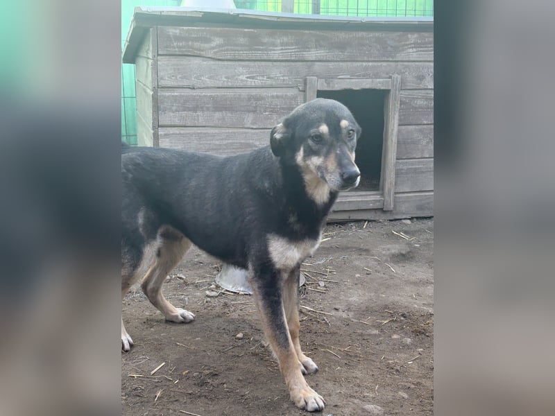 ⭐️ONYA⭐️, Hündin, fast 3 Jahre, 40 cm, Mischling, Tierschutz