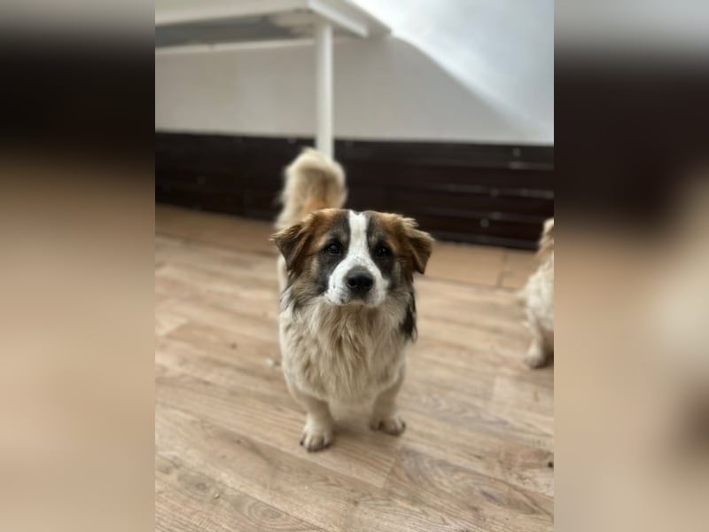 TOC, süßer, kleiner Kerl, Rüde, 2 Jahre, 35 cm, Mischling, Tierschutz