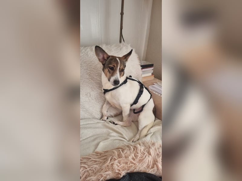 MOLLY, zarte Seele, 3,5 Jahre, 27 cm, Pflegestelle 53773, Tierschutz Rumänien
