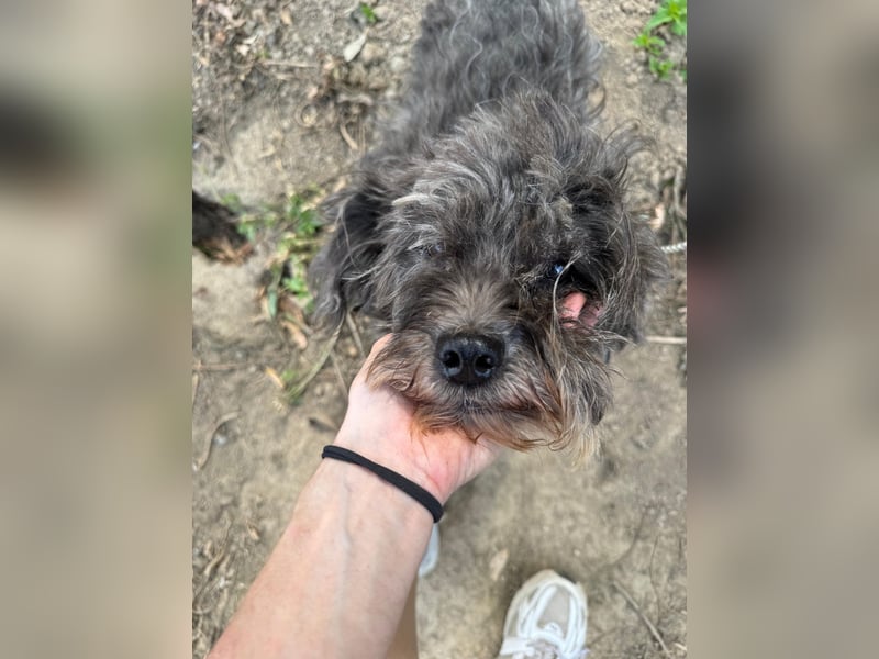 Picúr sucht ein Zuhause voller Liebe
