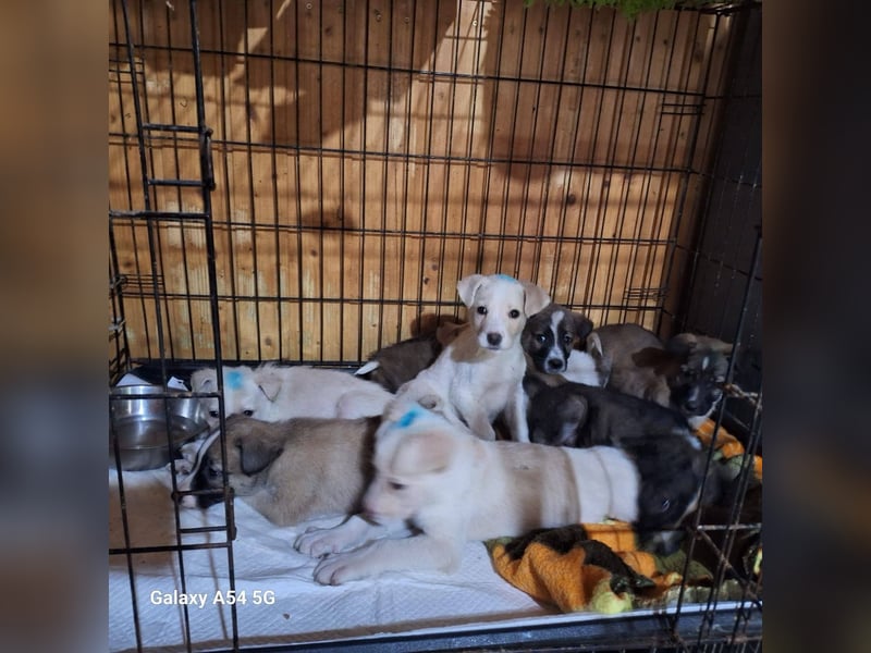 Hier komme ich - Welpenrüde 273770