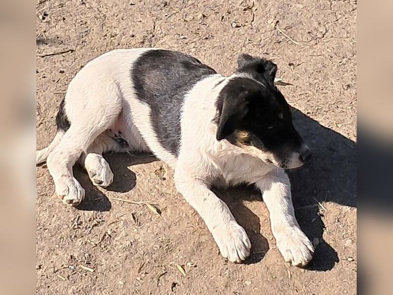 Vidar, kleiner Hundemann sucht sein Körbchen