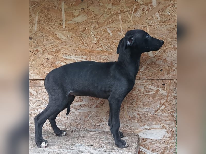 Suki Tierschutzhund sucht  ein Zuhause