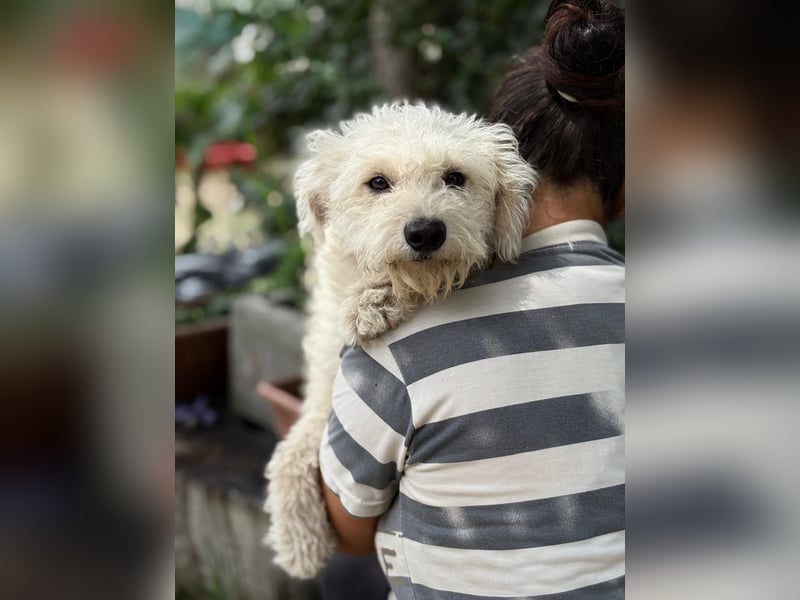 Maggie sucht ein ruhiges Zuhause