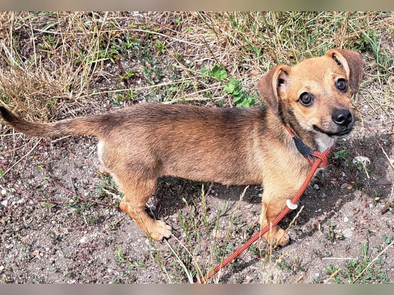 Kleine Lumi kann bald in Hessen besucht werden
