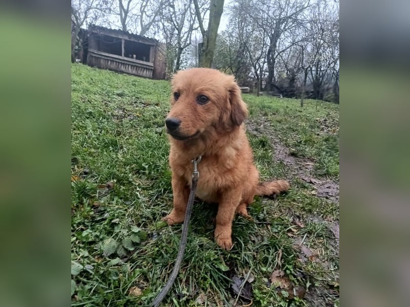 Leo Tierschutzhund sucht ein Zuhause