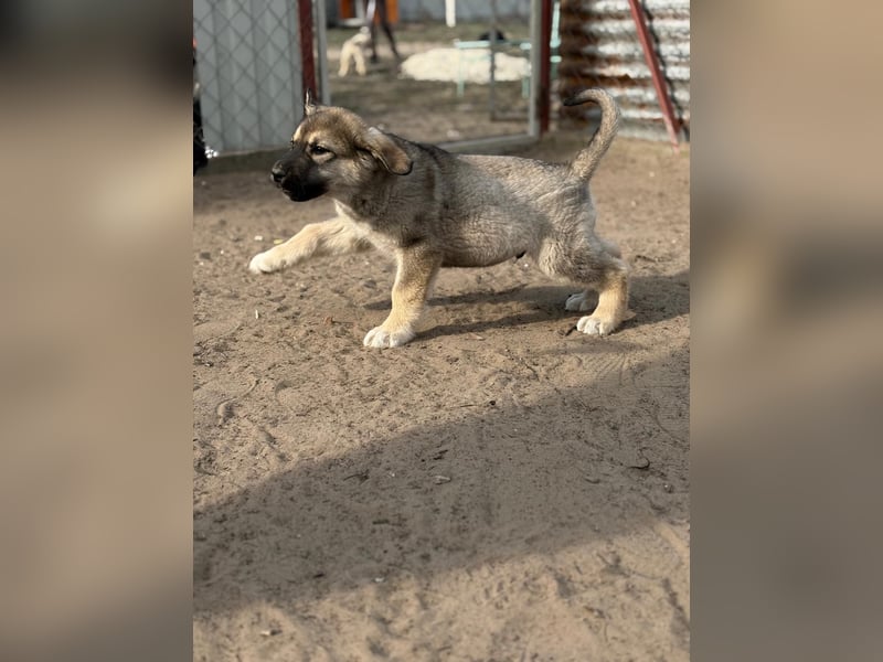 Nevin träumt von einem eigenen Zuhause