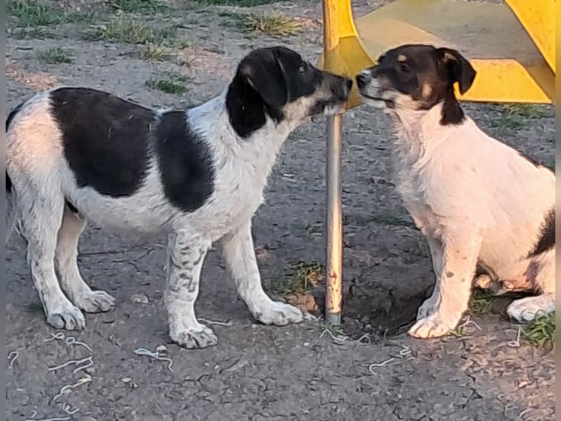 Vidar, kleiner Hundemann sucht sein Körbchen