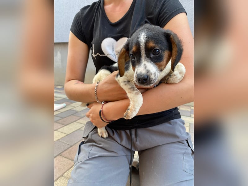 Pufi - möchte dein Herz erobern