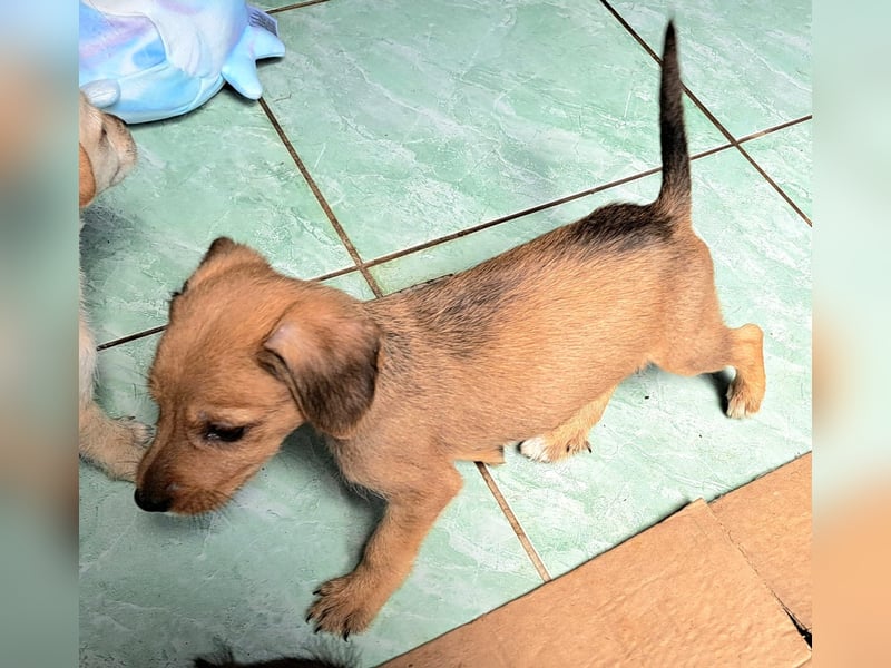 Die kleine Kalista sucht ihr Für-immer-Zuhause