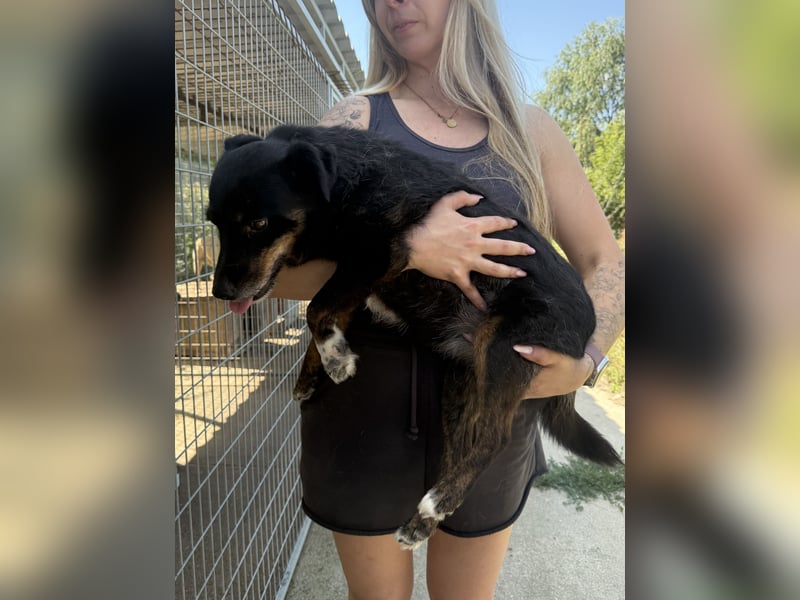 Trixie - Kämpferin sucht großes Glück