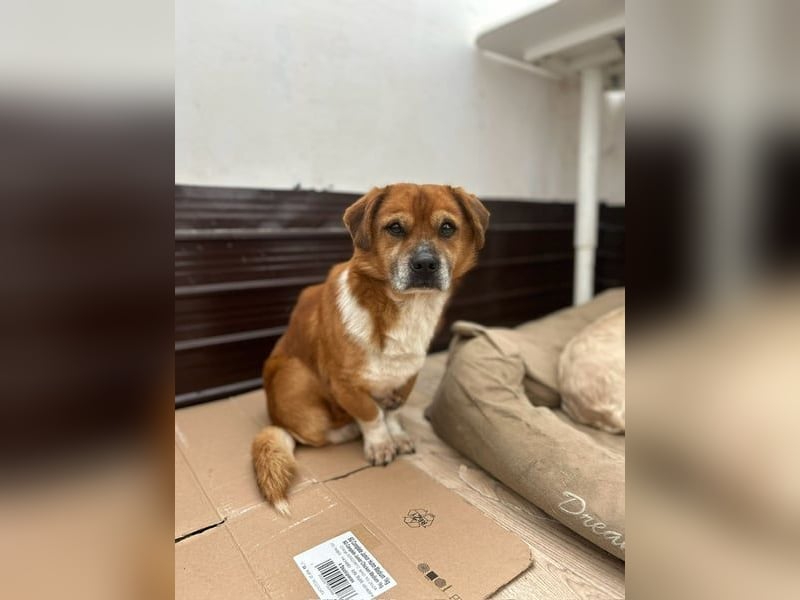 TAC, neugieriger Rüde, 2 Jahre, 35 cm, Mischling, Tierschutz