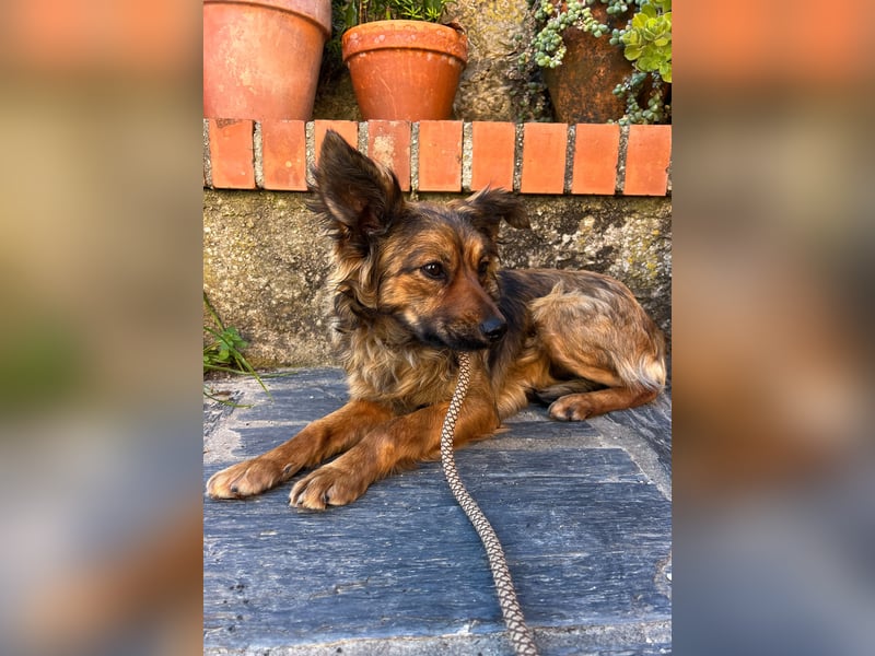 Zauberhafter Joka wartet in Portugal auf unserem Tierschutzhof!