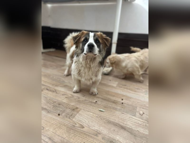 TOC, süßer, kleiner Kerl, Rüde, 2 Jahre, 35 cm, Mischling, Tierschutz