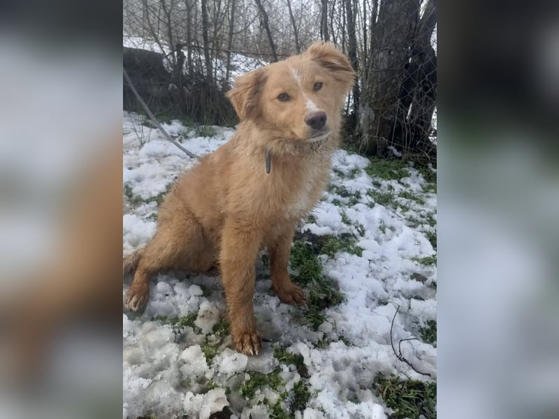 Pancake Tierschutzhund sucht ein Zuhause