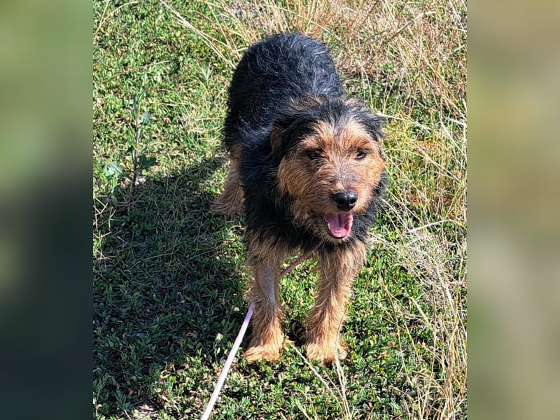 Bubu - kleiner Terrier-Mix mit großem Herzen sucht sein Zuhause