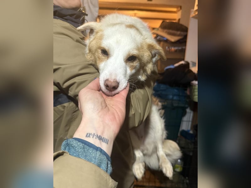 ZIMBA, sensibles Seelchen, 1 Jahr, 33 cm, Mischling, Tierschutz Rumänien