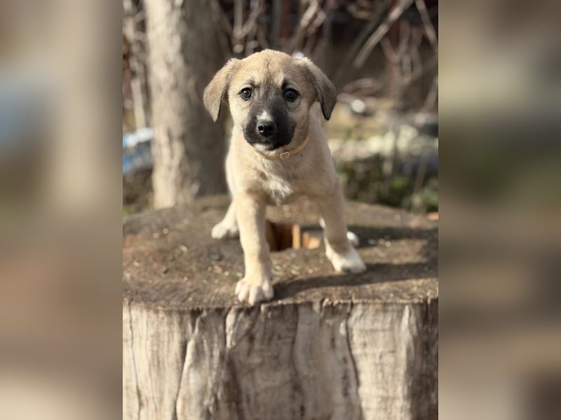 Nala sucht ihr Glück