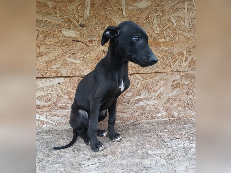 Sancho Tierschutzhund sucht ein Zuhause