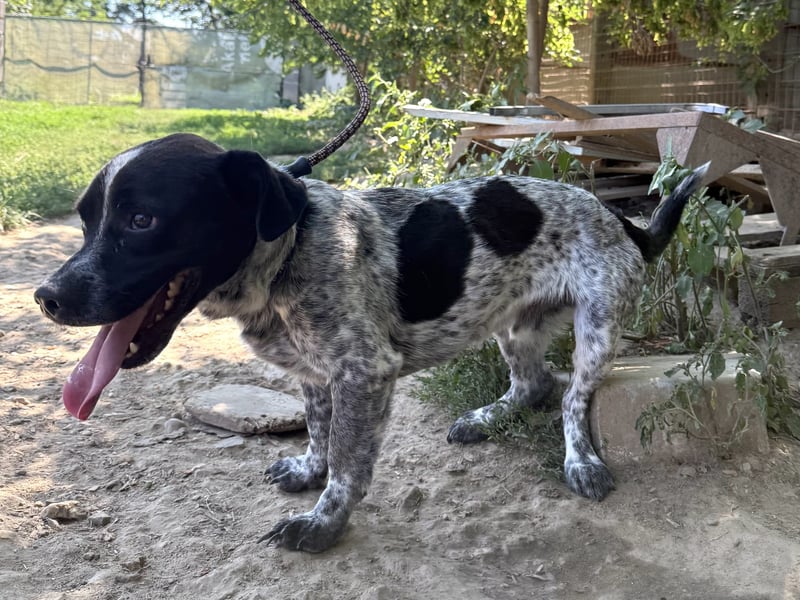 Rocky sucht sein Für Immer Zuhause