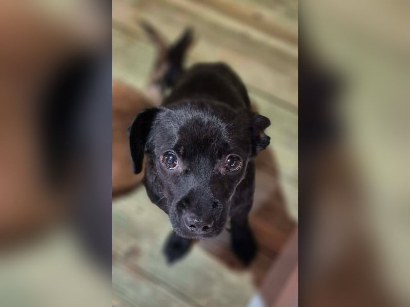 Kleine Hündin Tammy (ehem. Lina) - Reserviert!