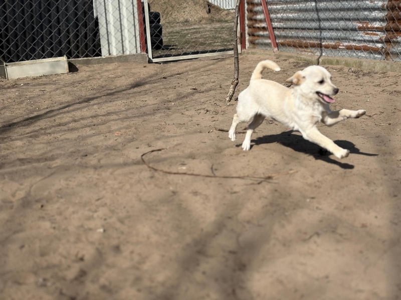 Bibe sucht ein Herz, das sie liebt