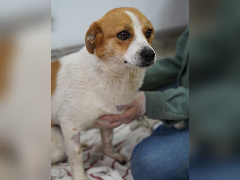 SOPHIA, sanfte junge Hündin, über 1 Jahr, 33 cm, Mischling, Tierschutz Rumänien