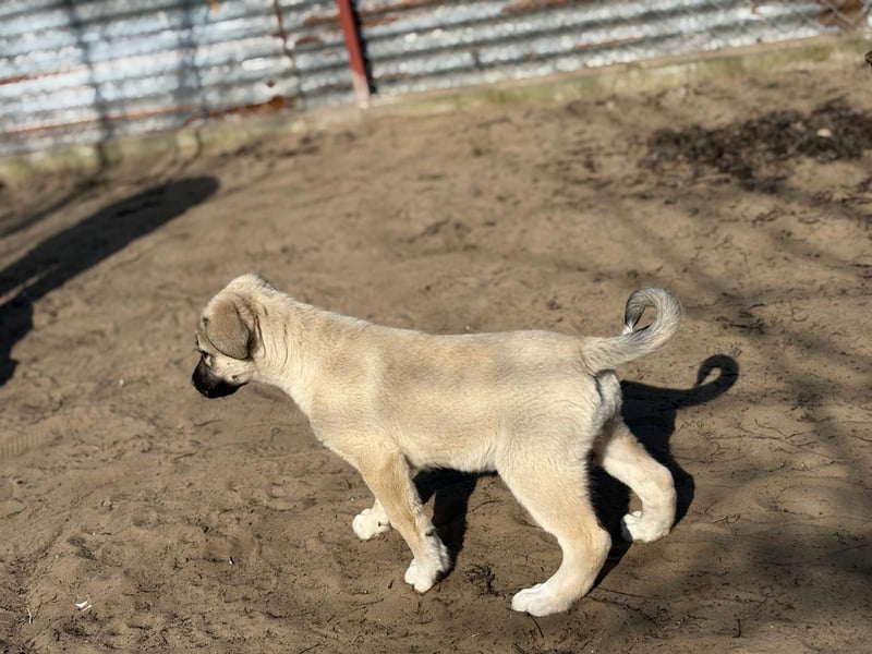 Nala sucht ihr Glück