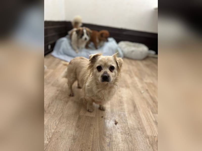 TIC, unkomplizierte Mini-Hündin, 2 Jahre, 30 cm, Mischling, Tierschutz Rumänien