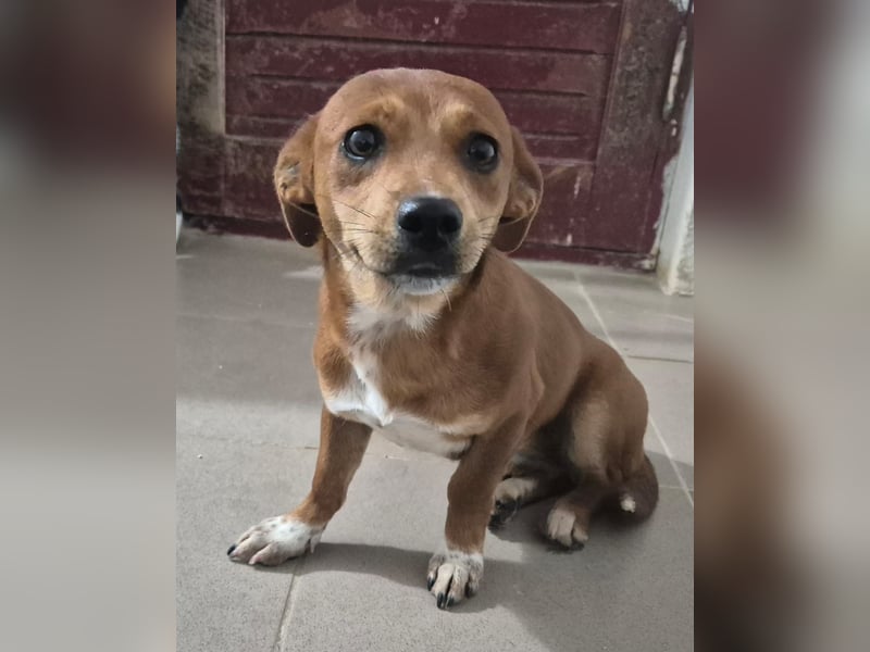 Junge Hündin Sissi sucht ihr Körbchen