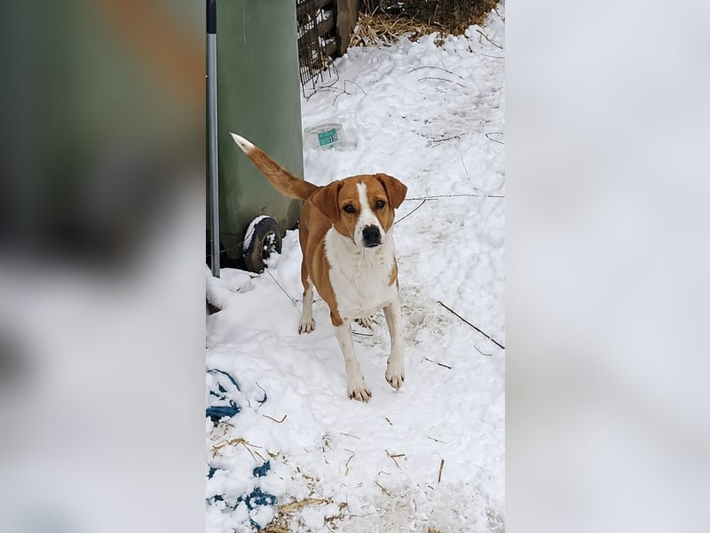 NAKKI, freundliche Begleiterin, Hündin, 3,5 Jahre, 40 cm, Mischling, Tierschutz