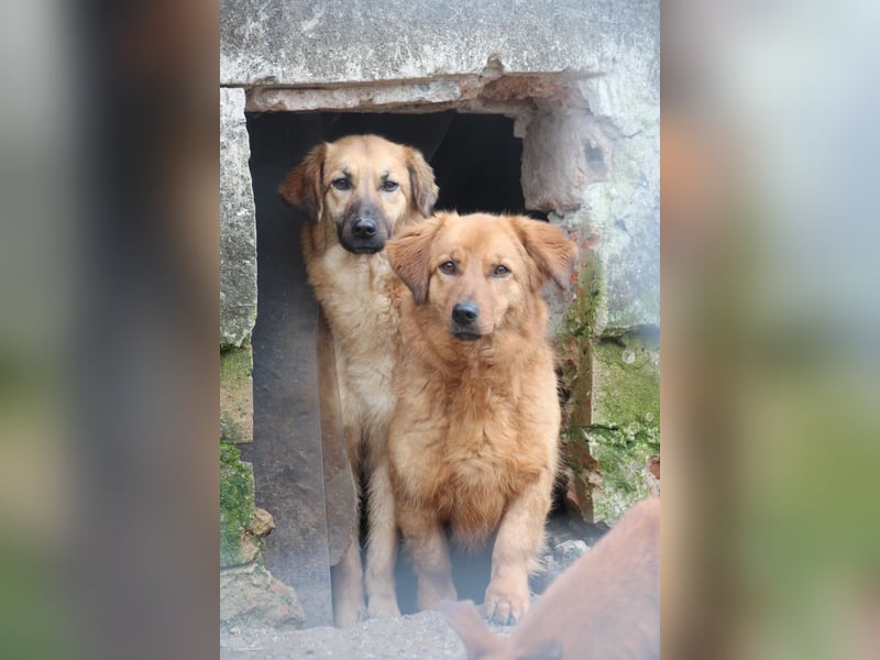 ⭐️DIXY⭐️, Hündin, 3 Jahre, 40 cm, Mischling, Tierschutz