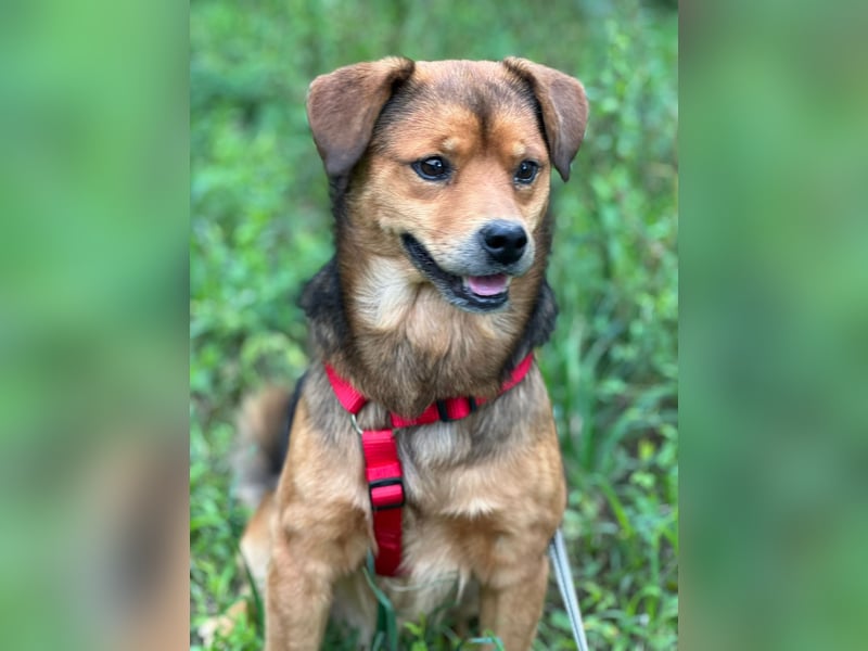 Wunderhübscher Bub möchte Rumänien vor dem kalten Winter dort verlassen