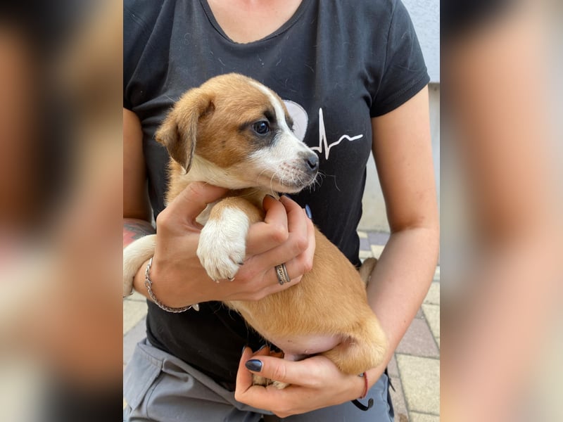 Rizsa sucht ein Zuhause voller Liebe
