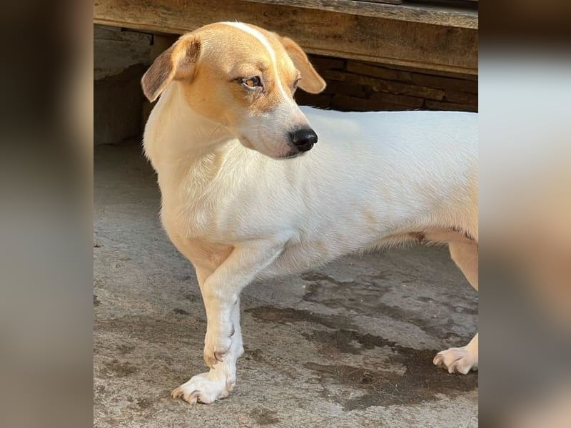 ⭐️MIRELLA⭐️, Hündin, 6 Jahre, 25 cm, Mischling, Tierschutz