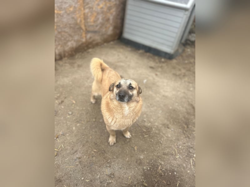 TONI, verschmustes Notfellchen, 3 Jahre, 29 cm, Mischling, Tierschutz Rumänien