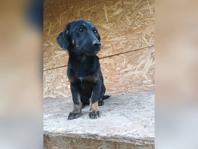 Zoe Tierschutzhund sucht ein Zuhause