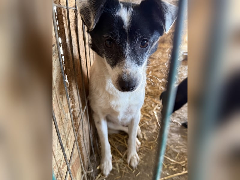 MARENA, anhängliche Hündin, 3 Jahre, 39 cm, Mischling, Tierschutz