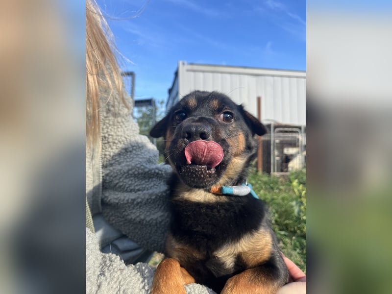 Kolos der gute-Laune-Hund