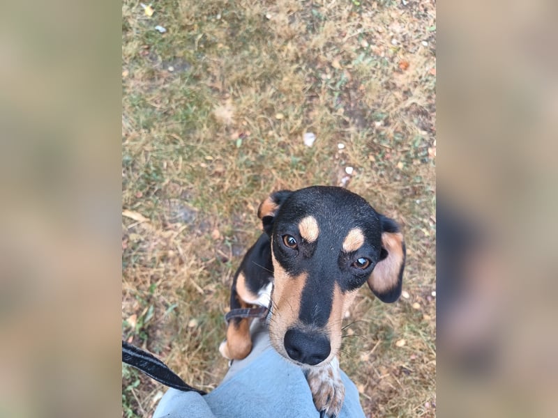 Cleo Tierschutzhund sucht ein Zuhause