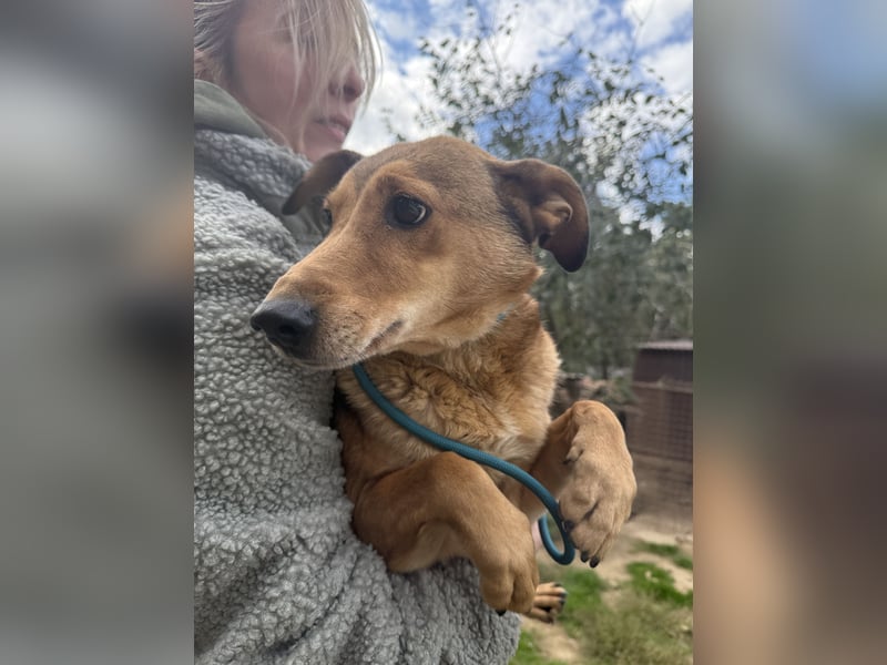 Pityke - freundlicher Hundemann sucht liebevolles Zuhause