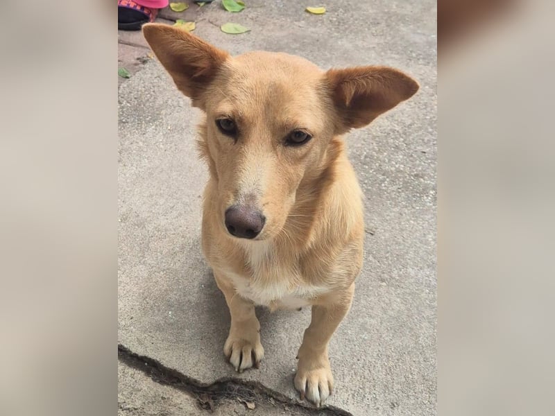 Die kleine süsse Lizzy liebt Menschen+Hunde,und möchte Rumänien schnell verlassen