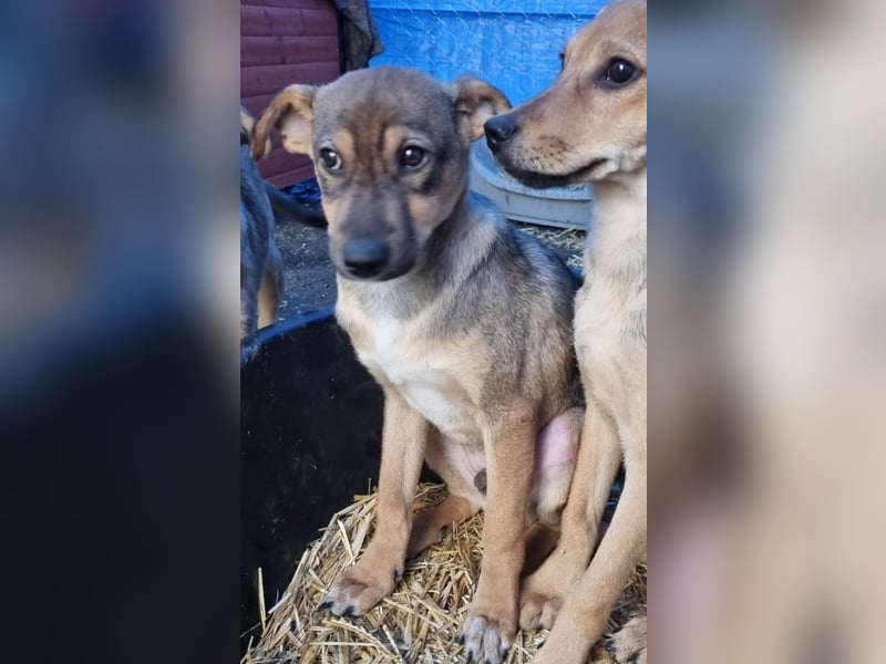 ⭐️ERICH⭐️, Kuschelkerl, Welpe, 6 Monate, im Wachstum, Mischling, Tierschutz