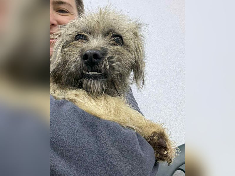 ⭐️Bruna⭐️, Knuddelmaus, Hündin, 2 Jahre, 30 cm, Mischling, Tierschutz