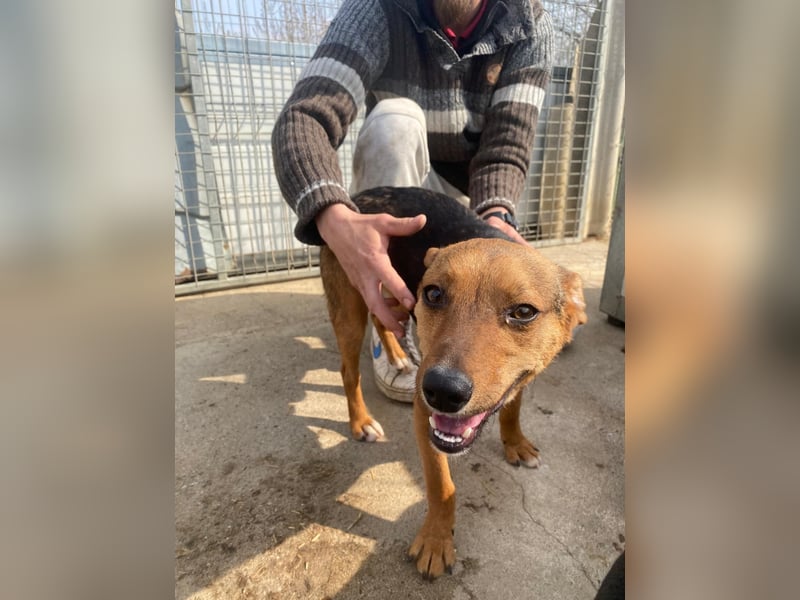 Füleske wartet auf seine Chance