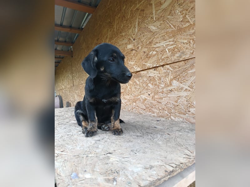 Zoe Tierschutzhund sucht ein Zuhause